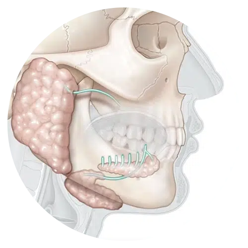 Salivary glands_img